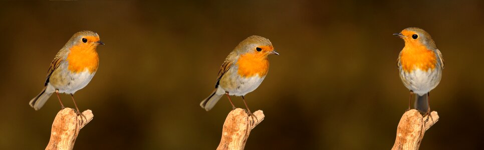 Songbird nature garden bird