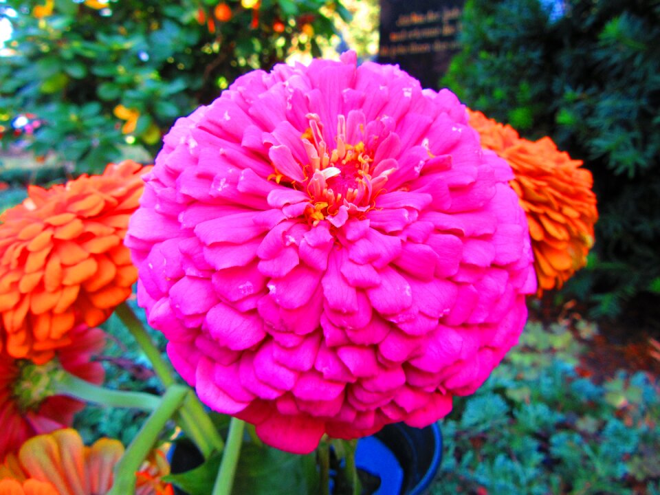 Macro flower zinnia