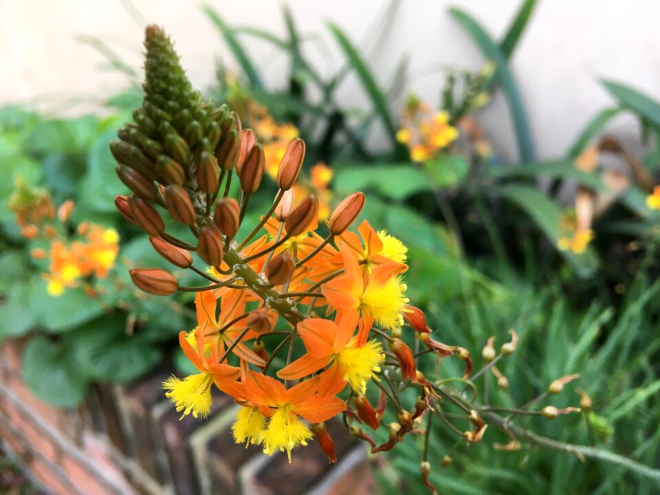 Natural yellow flower spring