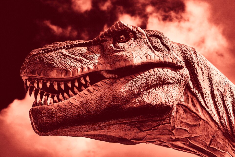 Reptile animal wildlife