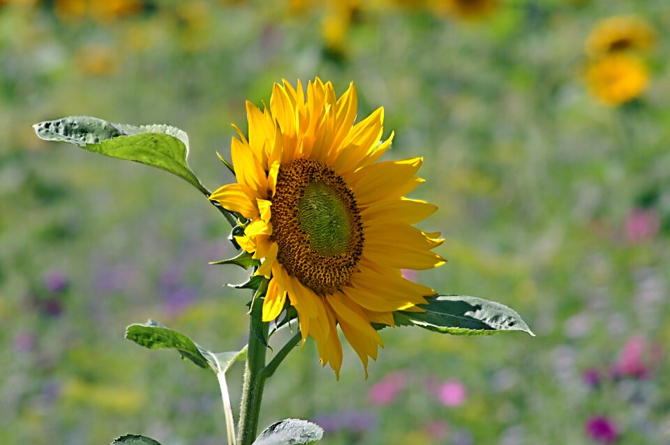 Summer field sunflower