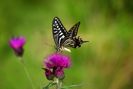 Outdoors flowers swallowtail