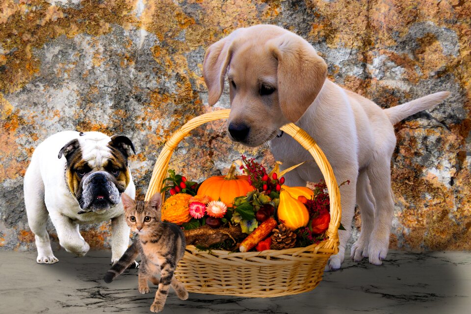 Autumn harvest thanksgiving