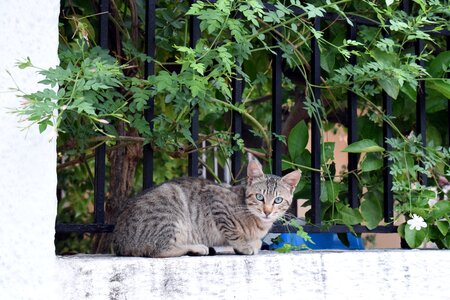 Cat greece athens