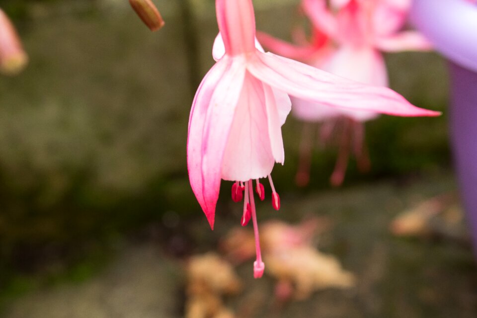 Petals petal pink flowers
