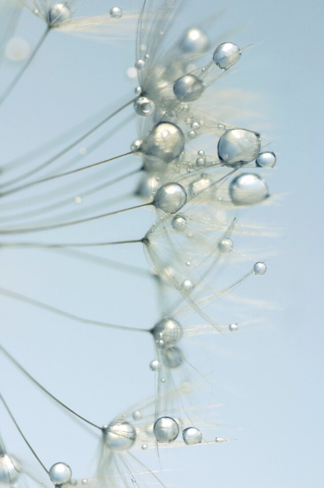 Drip nature garden