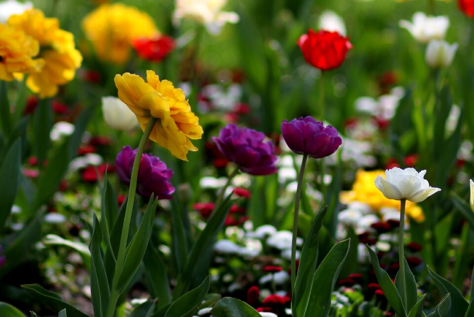 Supplies coloring spring
