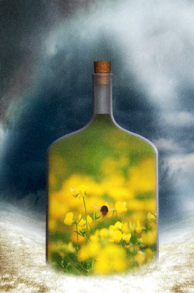 Winter oilseed rape hummel