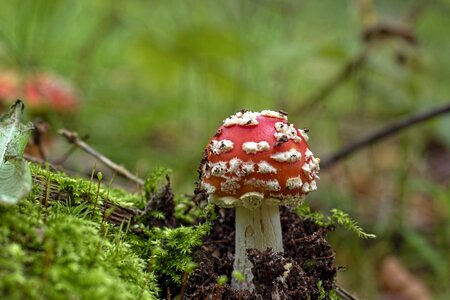 Mushroom forest garden photo
