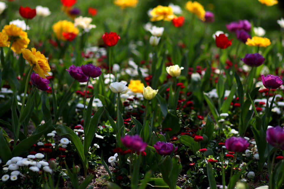 Supplies coloring spring