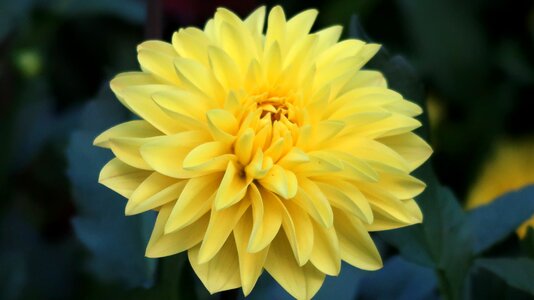 Yellow flower swiss luzern photo