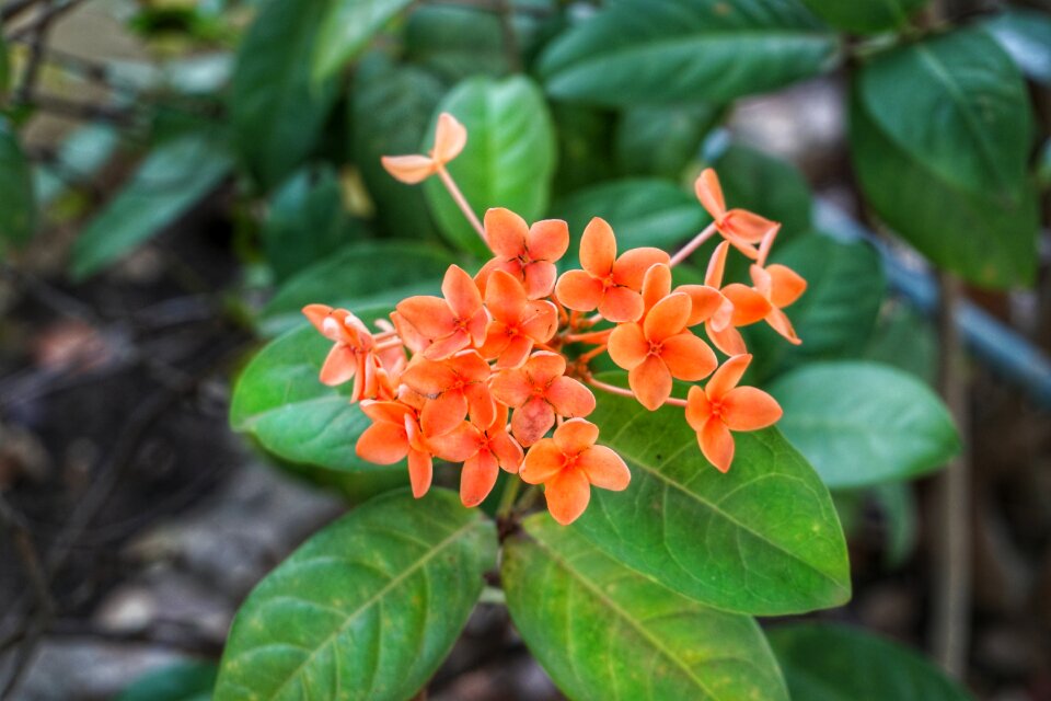 Evergreen tree tropical