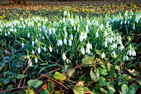 Plant galanthus galanthus nivalis