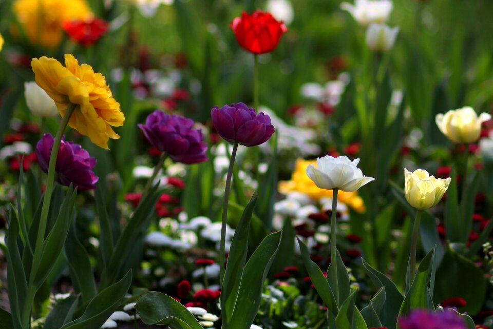Supplies coloring spring