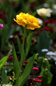 Petals spring nature photo