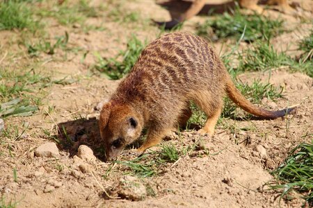 Mammal wild meerkat