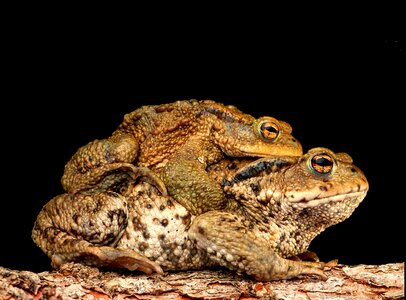 Bufonidae bufo amplexus pairing photo