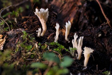 Mini mushroom mushrooms forest