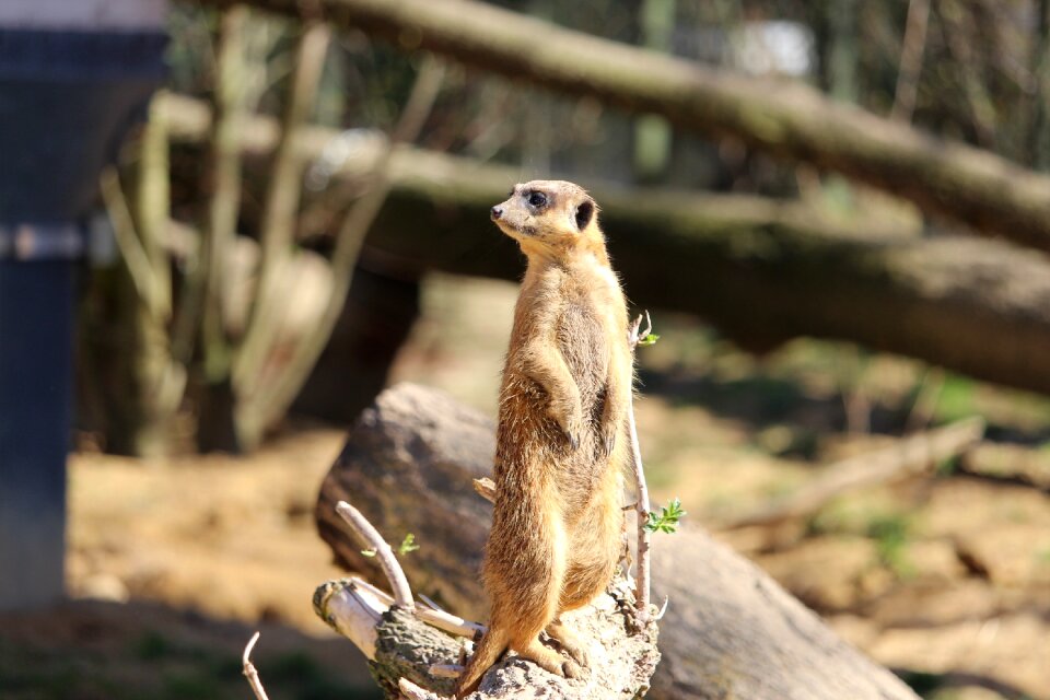 Mammal cute meerkat
