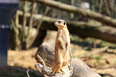 Mammal cute meerkat