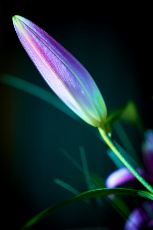 Nature lilies pink flower