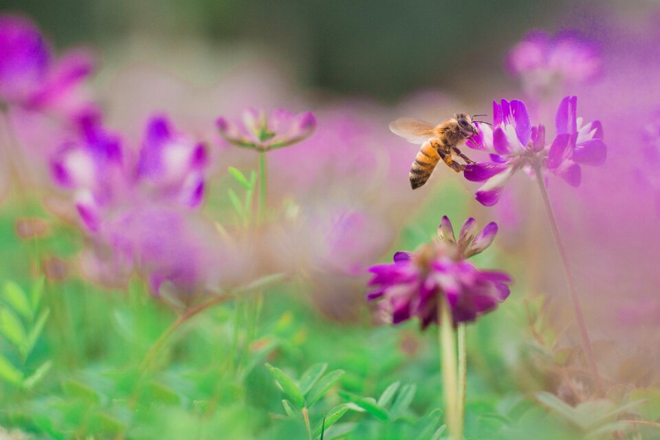 Flower spring background