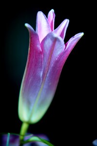 Nature close up blossom