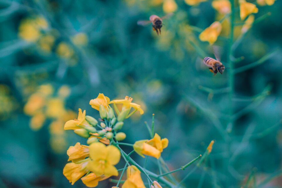 Rape spring background