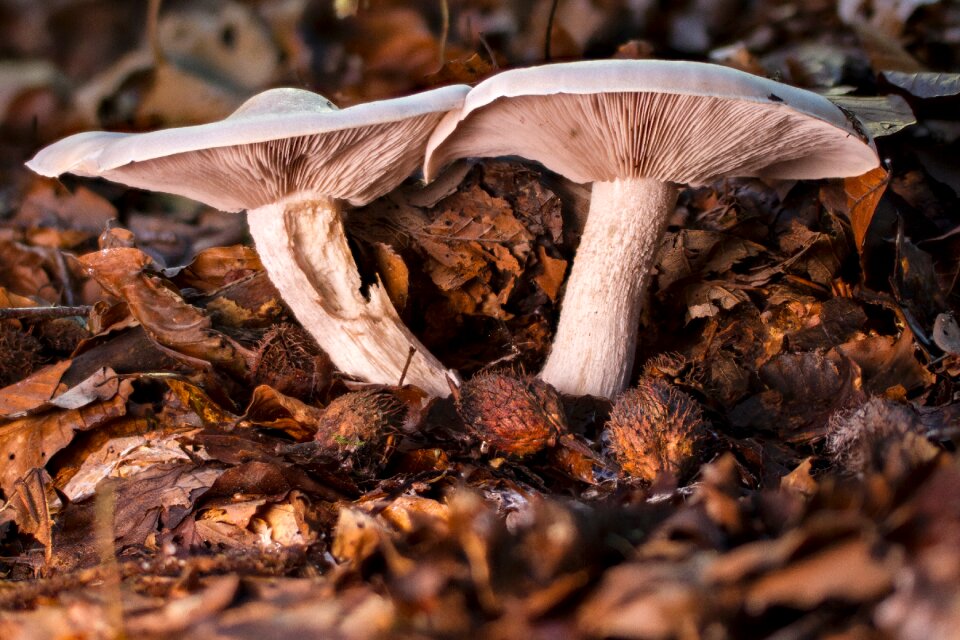 Forest mushroom autumn leaves