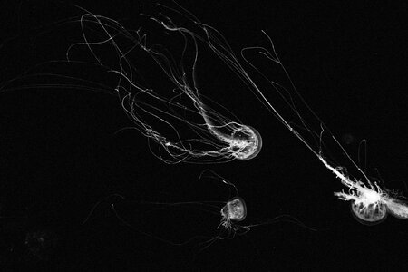 Jellyfish float swim