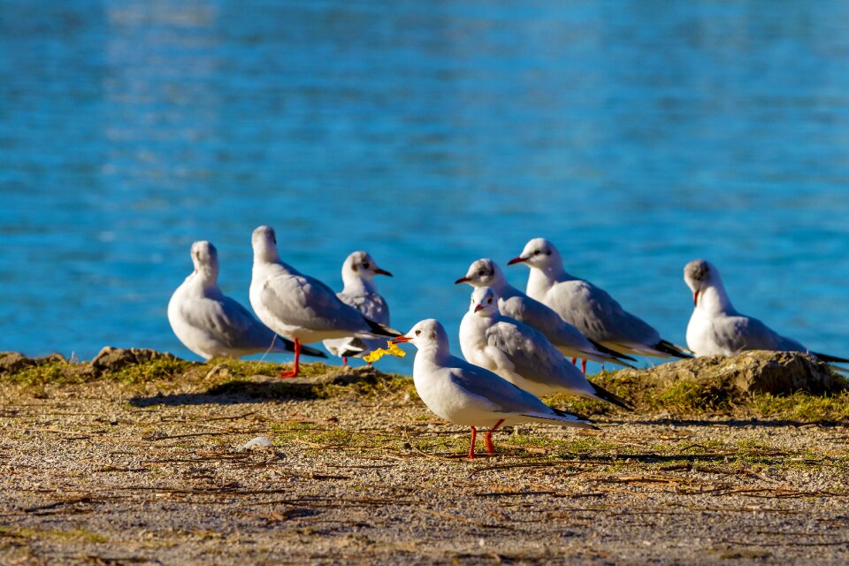 Animal world lake nature