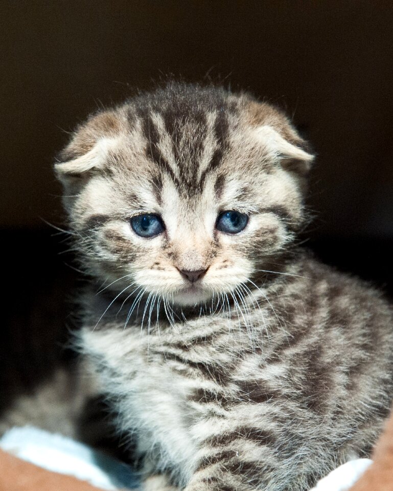 Kittens striped fluffy