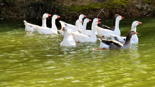 Bird lake duck photo