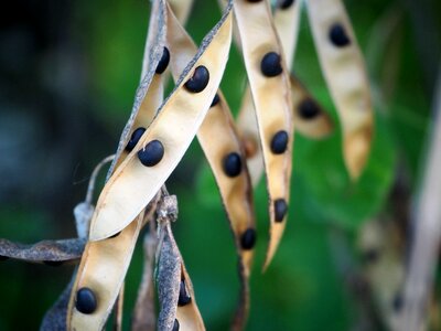 Branch branches fruits