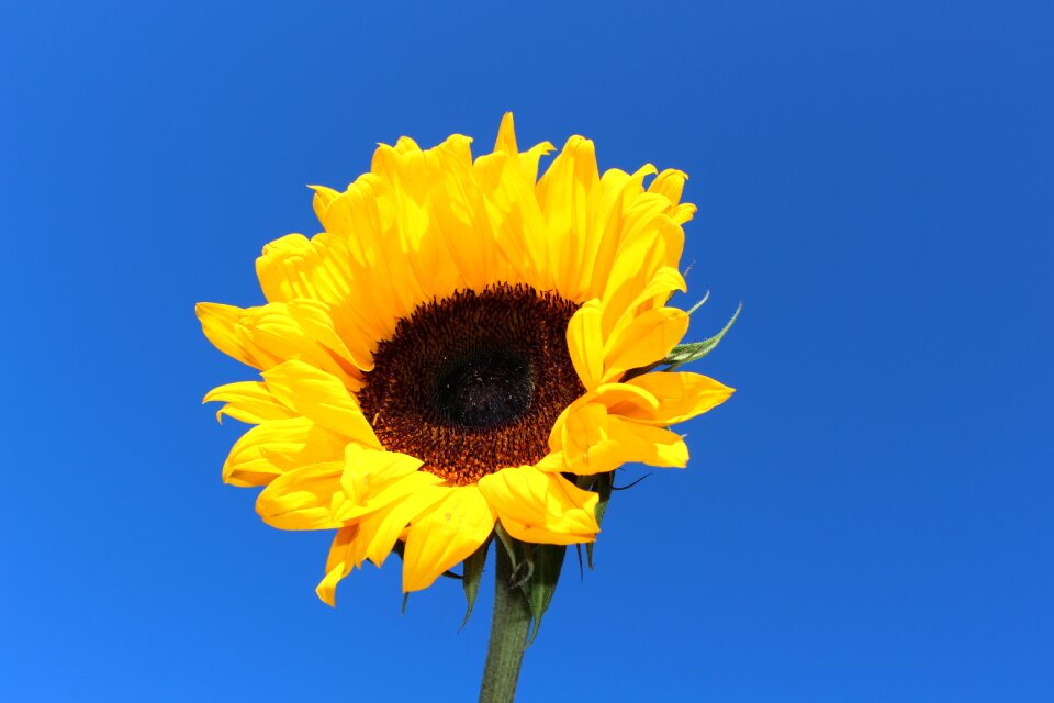 Summer colorful blue sunflower