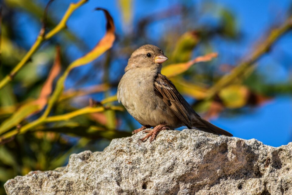 Wildlife outdoors animal photo