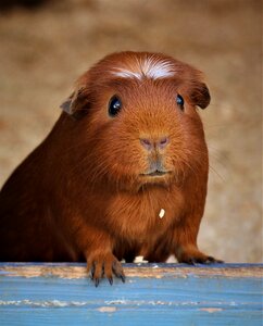 Portrait animal guinea pig photo