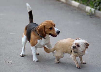 Cheerful playful brown photo