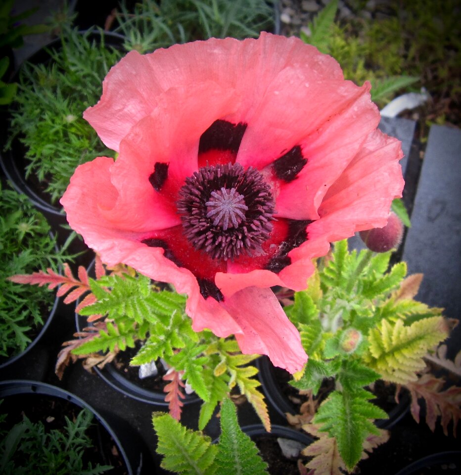 Red flower remembrance photo