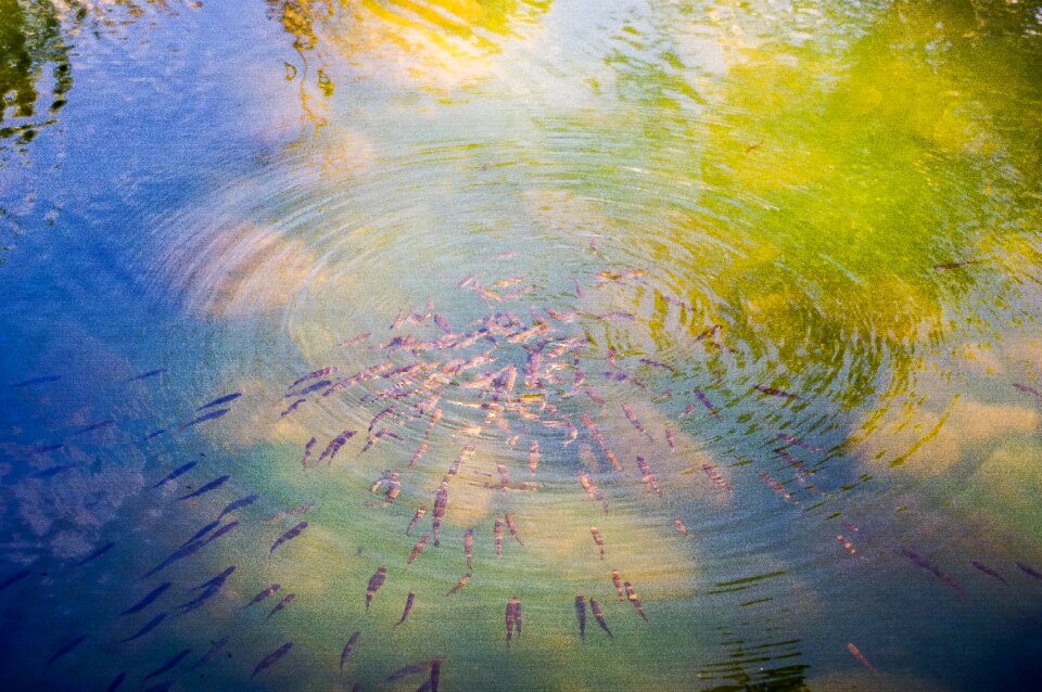 Background reflection fish