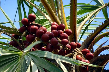 Hyphaene thebaica doum palm gingerbread tree