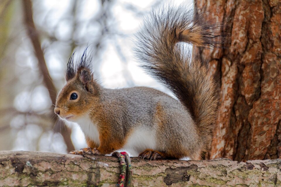 Mammals nature wild animals