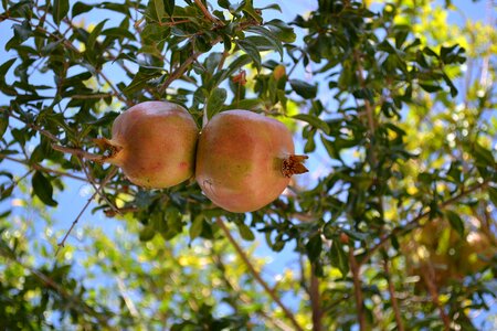 Food health plant