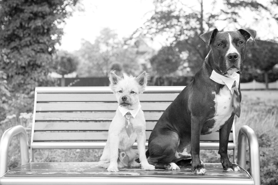 Friend animal white