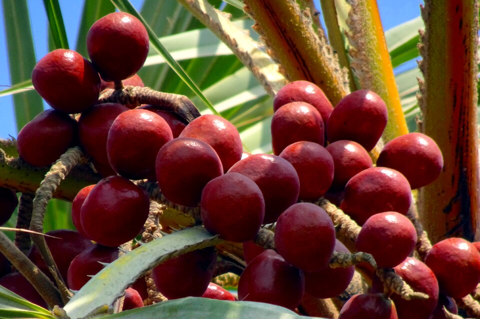 Hyphaene thebaica doum palm gingerbread tree