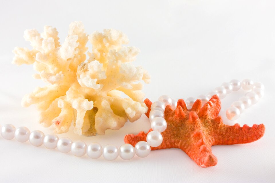 Coral still life sea