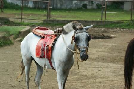 Nature stallion farm photo