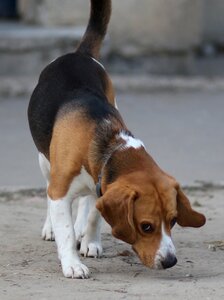 Playful brown animals