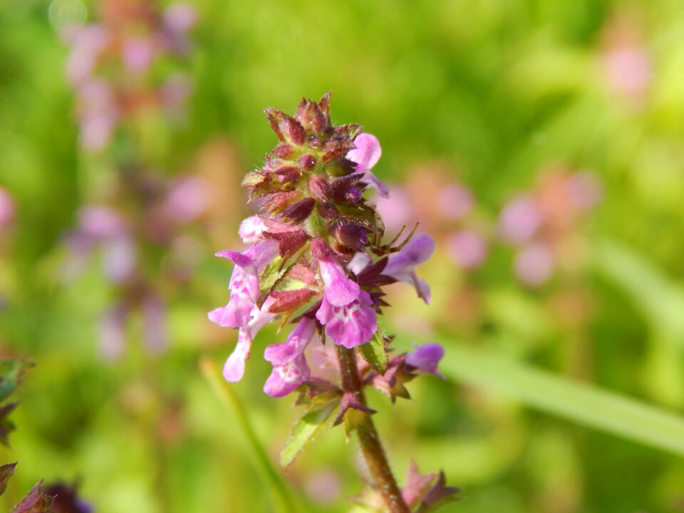 Small wild lilac