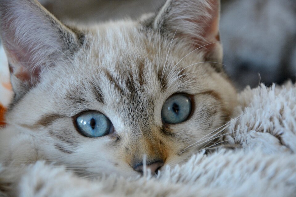 Blue eyes domestic animal young cat